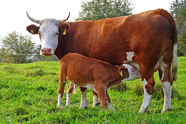 Mutterkuh mit Kalb