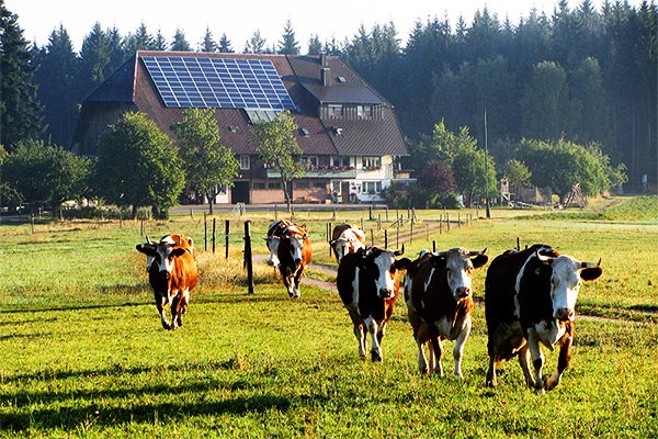 Auf dem Weg zur Weide