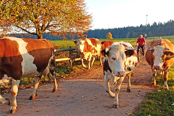 Abends geht´s zum Melken in den Stall