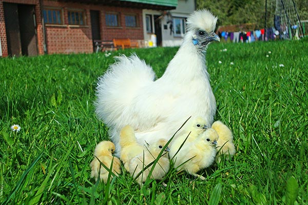 Seidenhuhn mit Küken