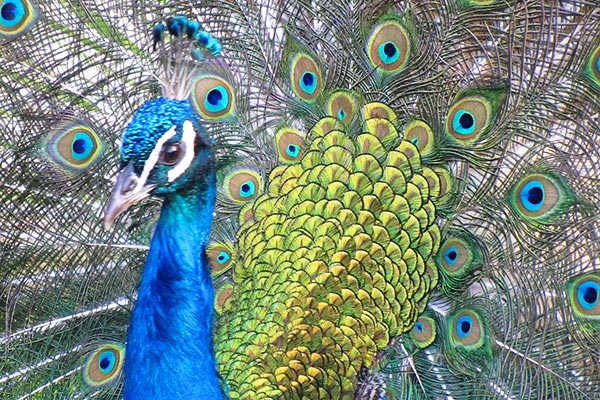 Pfau