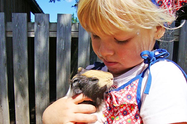 Ein Meerschweinchen genießt die Streicheleinheiten