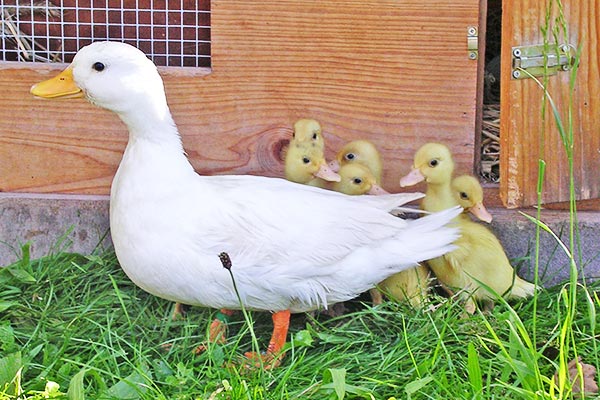 Weiße Ente mit Nachwuchs