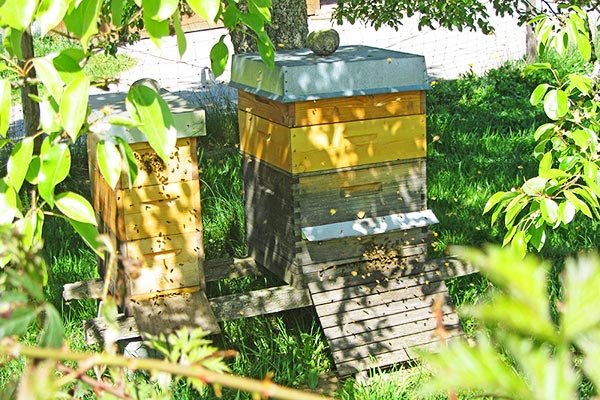 Unsere Bienenstöcke