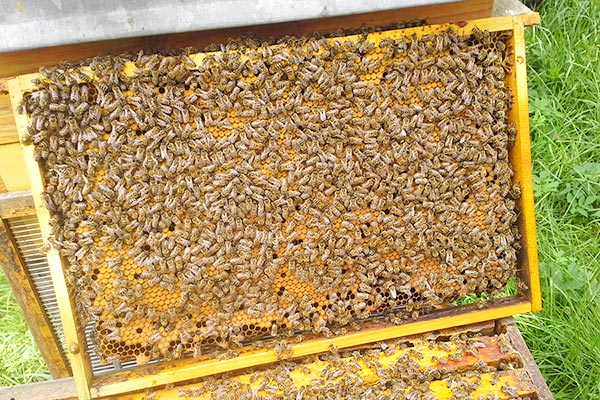 Bienenwabe