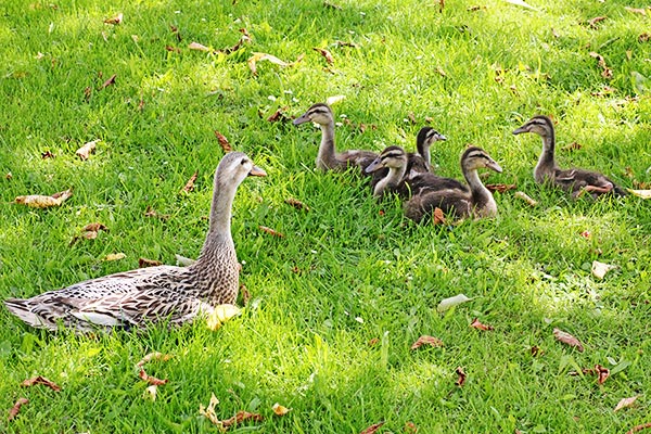 Gans mit Küken